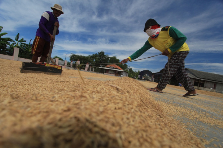 Naikkan HPP Gabah, Pemerintah Tunggu Persetujuan Jokowi