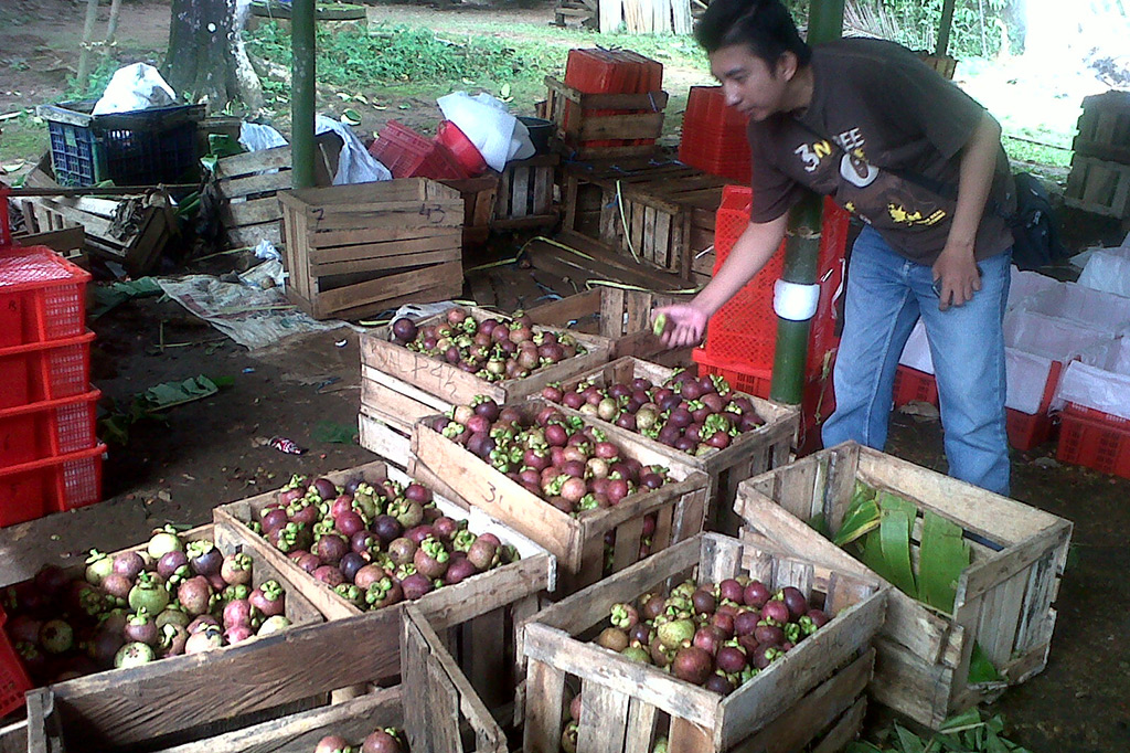 Manggis asal Tasikmalaya Tembus Pasaran Internasional