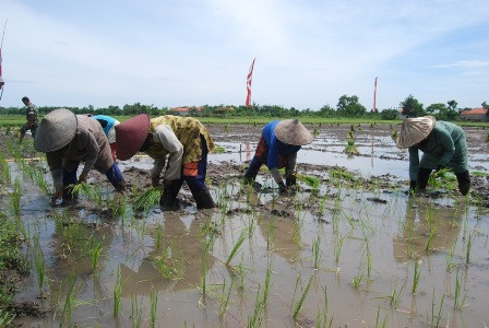Panen Padi di Bangkalan tidak Serentak