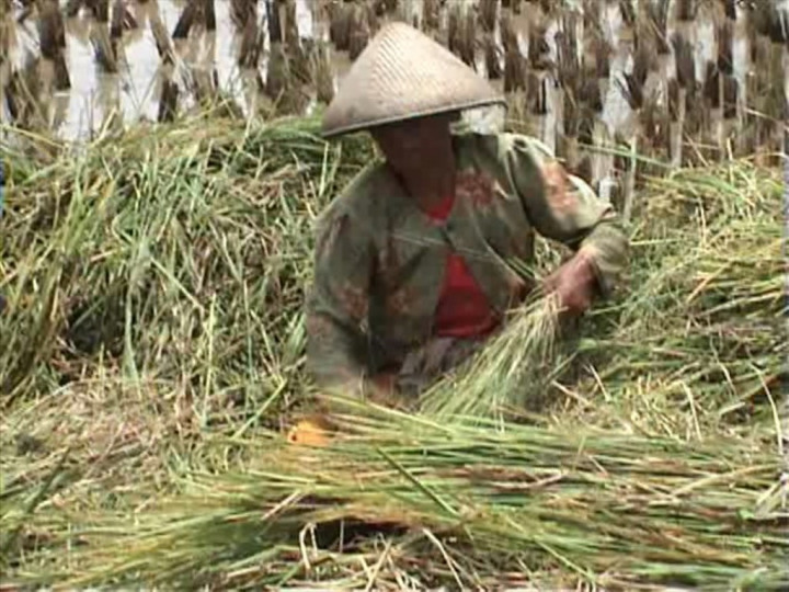 Panen Raya, Harga Beras Malah Tinggi