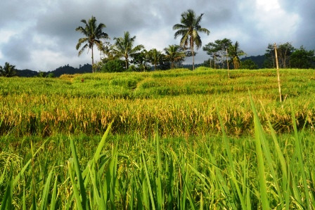 Petani Garut Siap Sambut Panen Raya