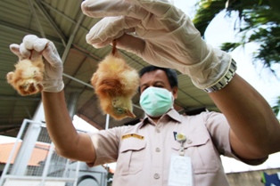 Kemenkes Turun ke Tangerang Pastikan Warga Meninggal karena Flu Burung 