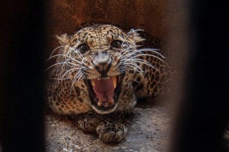 Empat Ekor Macan Tutul Turun Gunung