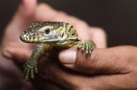 Wah! Taman Komodo bakal Ada di Surabaya
