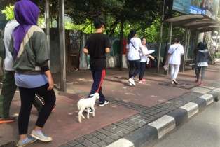 Saat Kambing Mini Ikut CFD