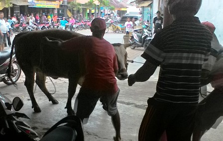 Ada Sapi Coba Seruduk SPG Cantik di Malang