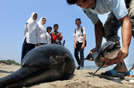 Lumba-Lumba Penuh Luka Terdampar di Parangtritis