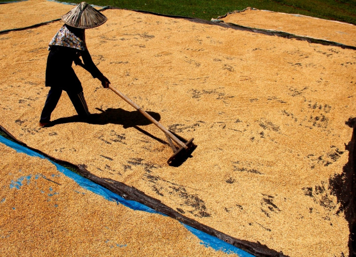 Pemerintah Diminta Jaga Stabilitas Harga Gabah Kering