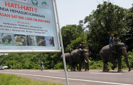 Terjerat Seling, Gajah di Aceh Timur Mati