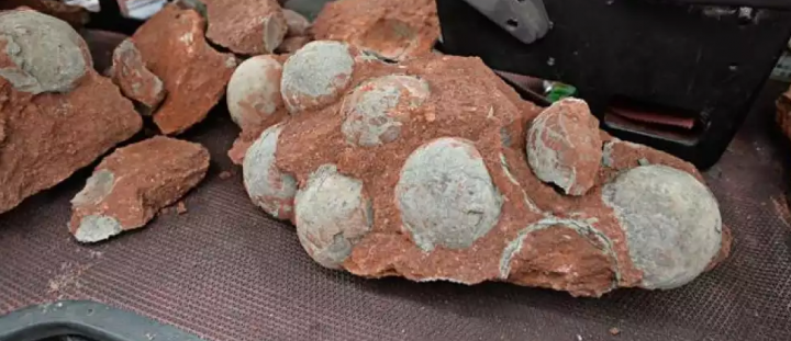 Pekerja Jalan Tiongkok Temukan 43 Fosil Telur Dinosaurus 