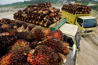 RI Harap Madagaskar Turunkan Tarif Bea Masuk Produk CPO