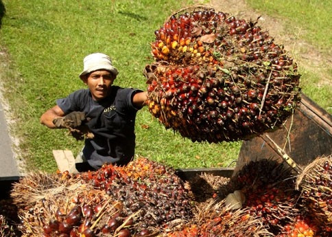 Pola Kemitraan, antara Tantangan dan Harapan