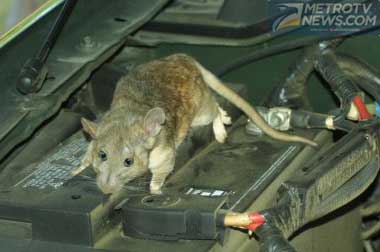 Suara Ultrasonic & Jangkrik, Alternatif Usir Tikus dari Ruang Mesin  