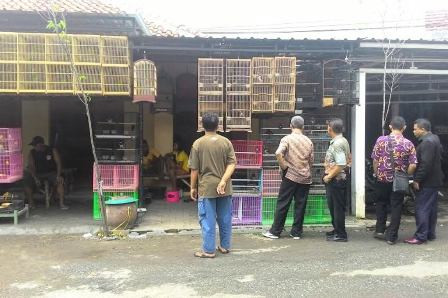 Batu Akik Naik Daun, Pedagang Burung Gigit Jari