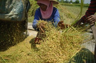 <i>Wow</i>, Investor Korea Bangun Pembangkit Listrik Sekam Padi