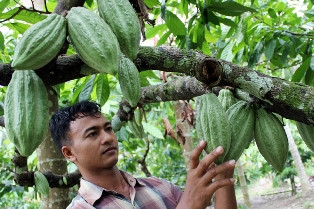 Kakao Sulawesi Masuk Pasar Jepang