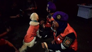 Anjing Indonesia Ini Berhasil Temukan 9 Korban Gempa Nepal