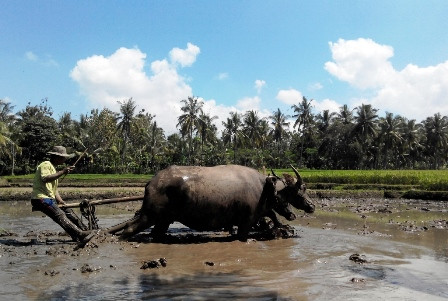 UU Desa dan Pelarian Modal 