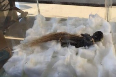 Warga Surabaya Dihebohkan Jenglot Berambut Putih