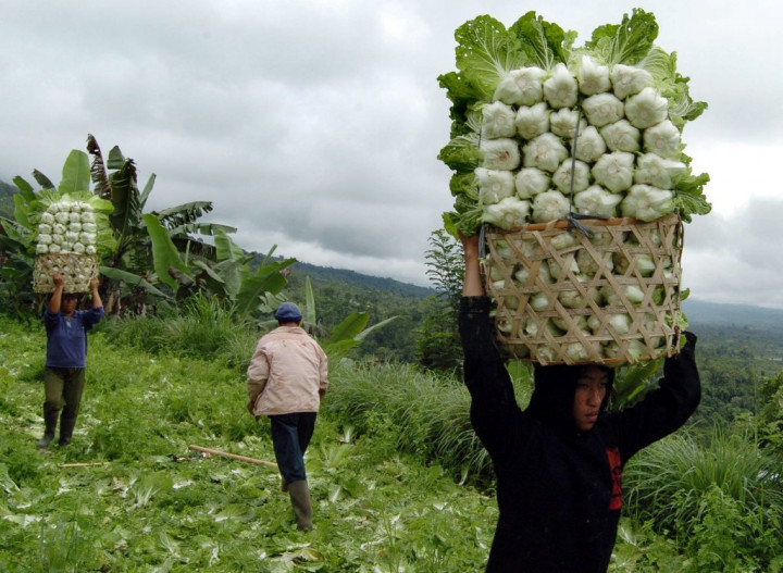 Perkebunan Bentuk NTP Bali Naik 1,07%