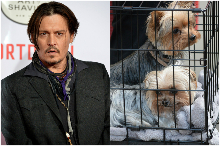 Australia Batalkan Eksekusi Mati Anjing Johnny Depp