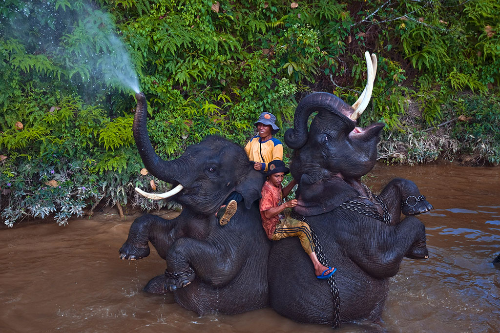 Potensi Wisata Gajah Riau