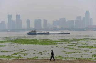 Algae Indonesia Berpotensi Jadi Bahan Bakar Nabati