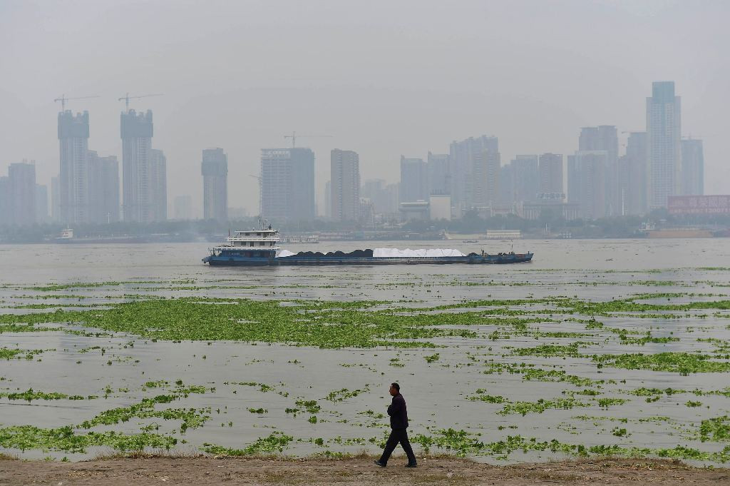 Algae Berpotensi Jadi Bahan Bakar Nabati. Reuters/Darley Shen