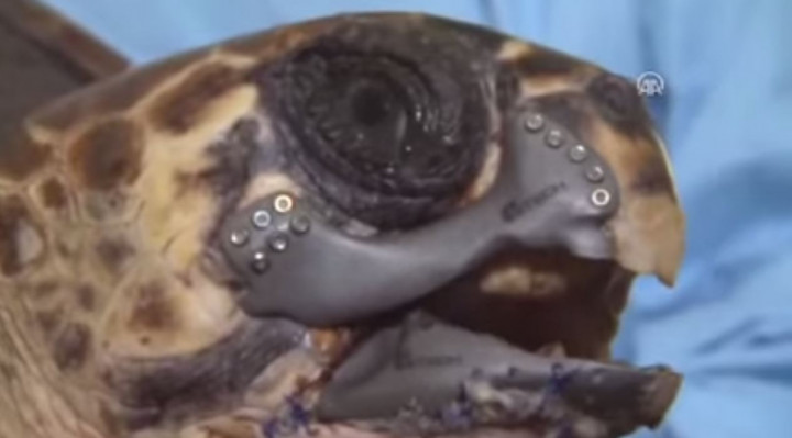 Teknologi Cetak 3D Berhasil Selamatkan Penyu Ini 