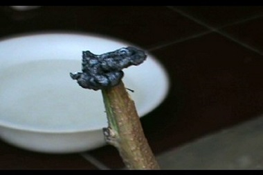 Warga Gunungkidul Temukan Beras Meleleh saat Dibakar