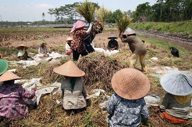 Jokowi: A Merauke Regency is Capable of Producing 105 Million Tons of Rice