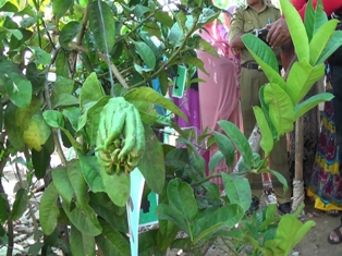 Jeruk Unik Jadi Daya Tarik di Kendal