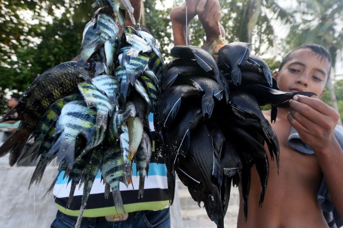 Pemerintah Segera Tetapkan Maluku Jadi Lumbung Ikan