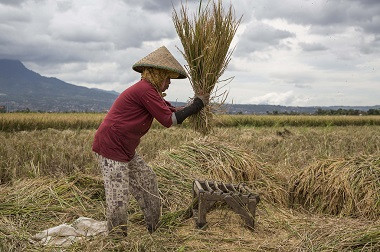 Hindari Beras Plastik, Pemerintah Seharusnya Utamakan Beras Petani Lokal