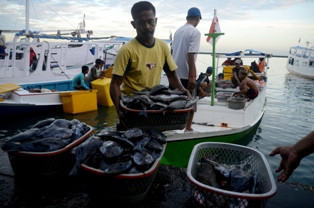 Ikan Segar dan Telur di Ambon Mahal