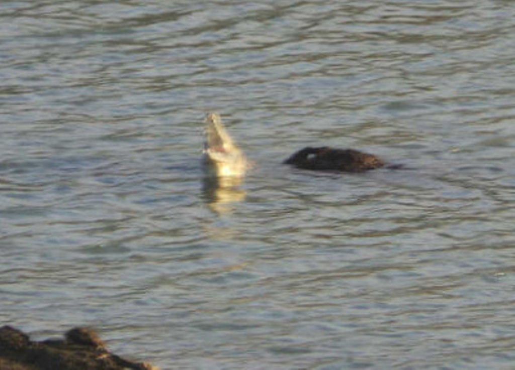 Sosok buaya yang muncul di Sungai Brantas, Sidoarjo. Ist