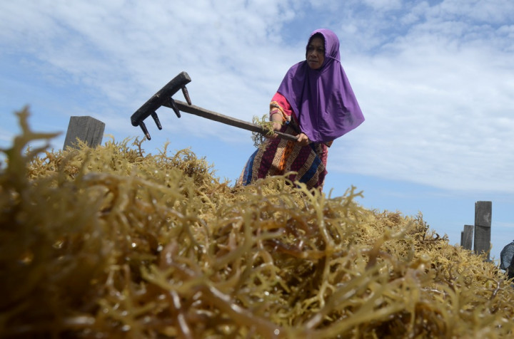 Harga Rumput Laut Nunukan Kembali Naik