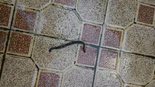 Pakar: Fenomena Cacing Lemas Bukan Pertanda Akan Gempa  