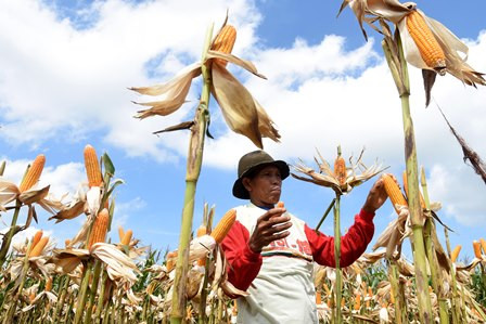 Swasembada Jagung, Mungkinkah?  
