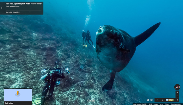 Ikan Mola-Mola yang terekam di Bali pada Google Street View