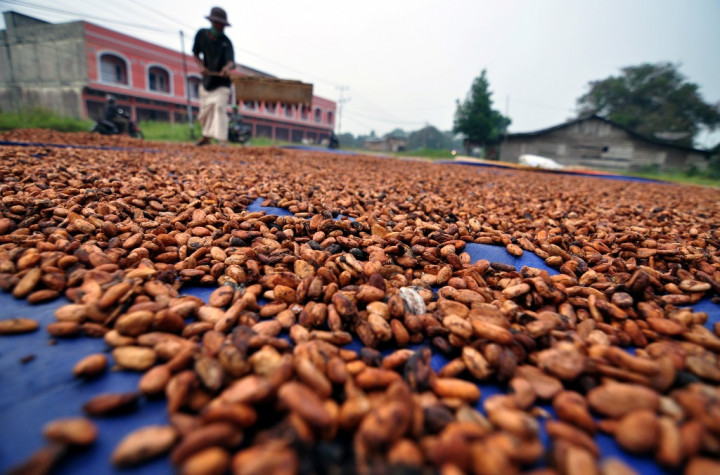 JK Minta Kepala Daerah Tingkatkan Produksi Kakao
