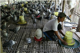 Ada Kasus Kematian, Pengawasan Unggas Ditingkatkan Jelang Ramadan