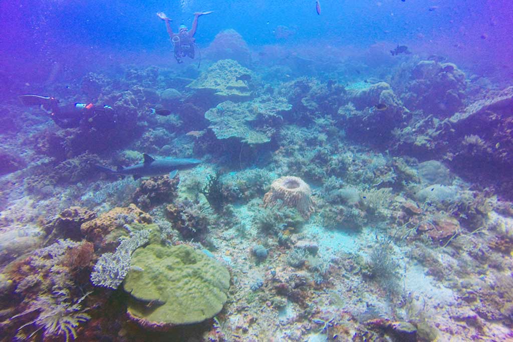 Castle Rock Lokasi Penyelaman Favorit di Taman Nasional Komodo