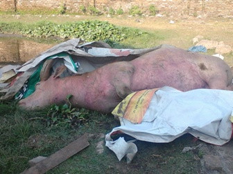 Kerbau Pusaka Keraton Kasunanan Surakarta Mati