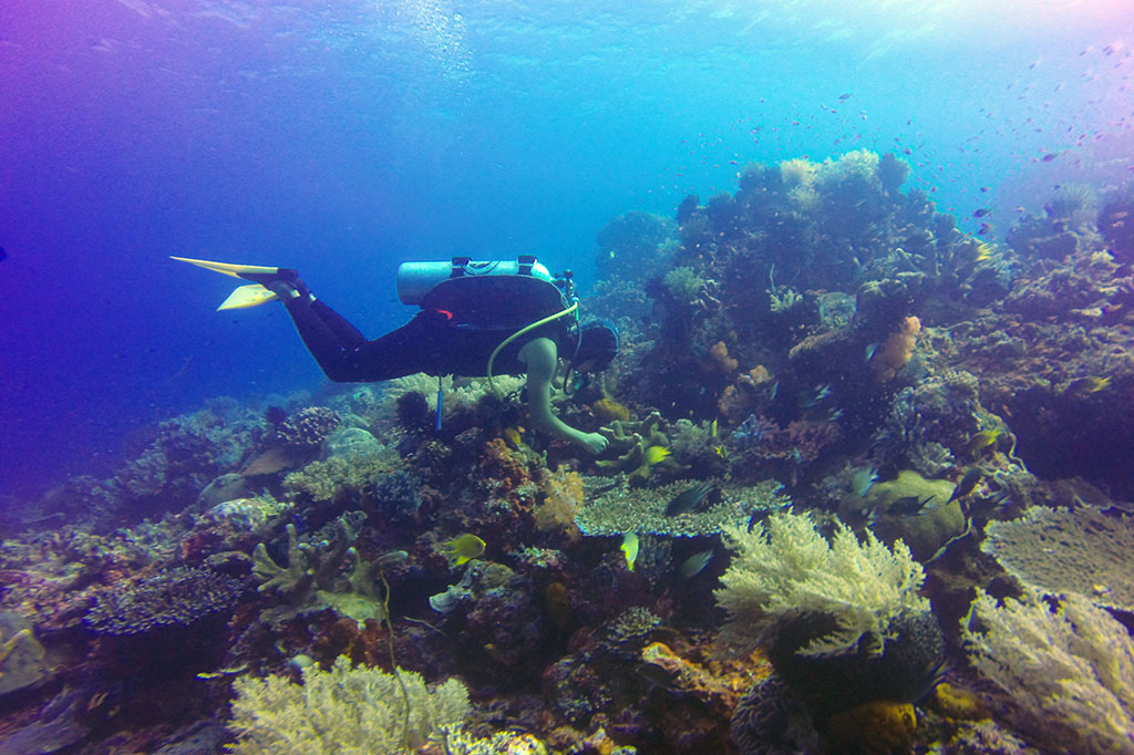 Castle Rock, Lokasi Penyelaman Favorit di Taman Nasional Komodo