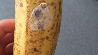 Laba-laba Ini Bisa Bikin Pria Ereksi Selama 4 Jam Kemudian Meninggal  