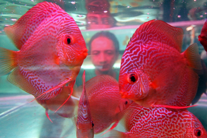 Ikan Hias Sulut Makin Laris di Thailand