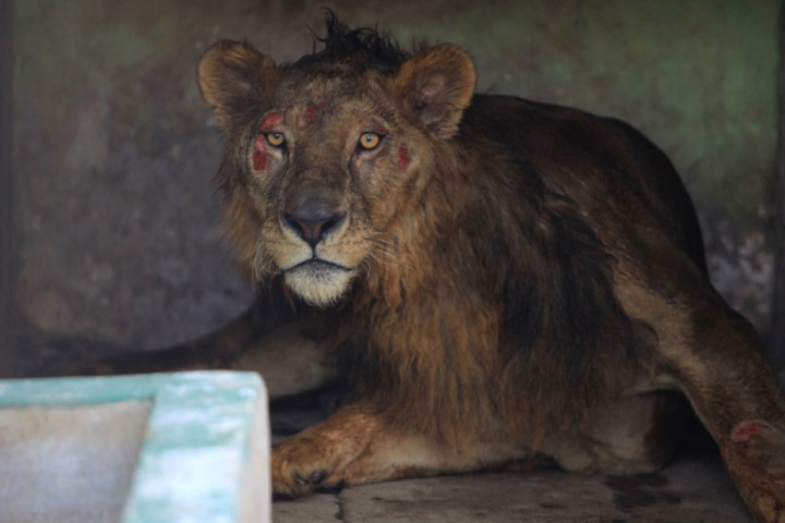 Demi Pariwisata, Rwanda Impor Tujuh Singa