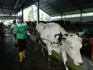Kebutuhan Susu di Jatim Meningkat Selama Ramadan