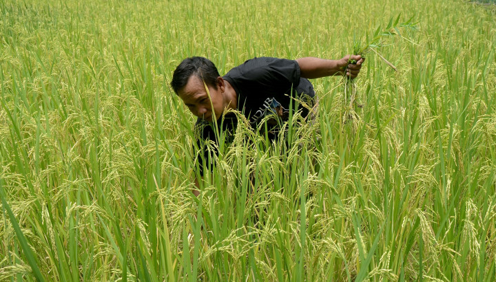 Produksi Padi 2015 Surplus 10 Juta Ton